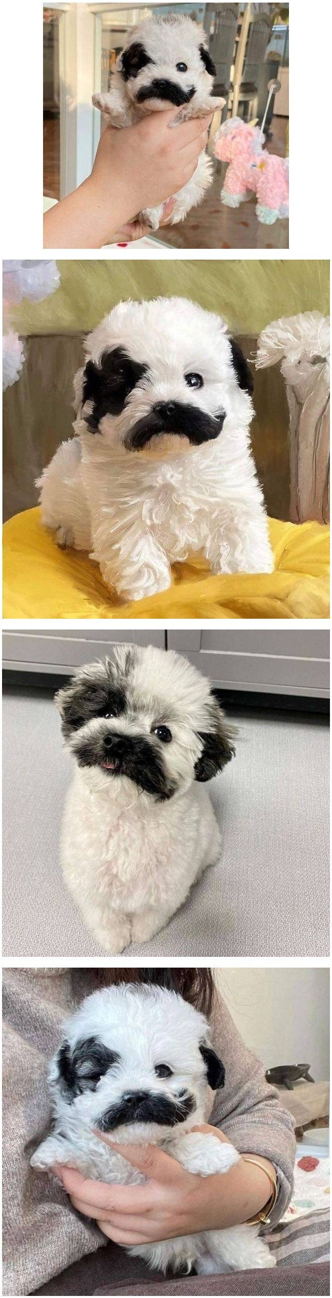 프링글스 댕댕이.jpg_1.jpg