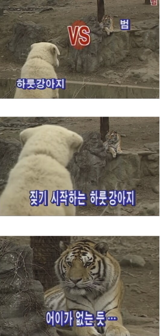 하룻강아지 범 무서운줄 모른다_1.png