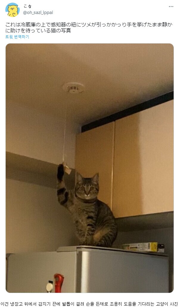 도움을 요청하는 고양이.png_1.png