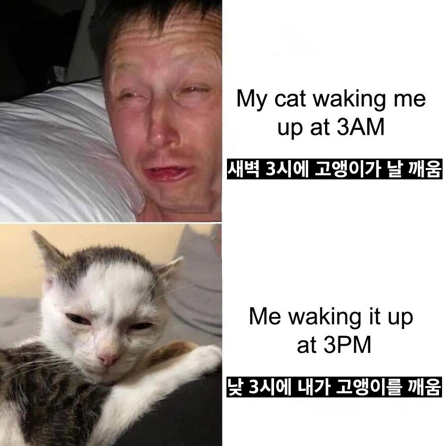 고양이에게 복수한 집사_1.jpg
