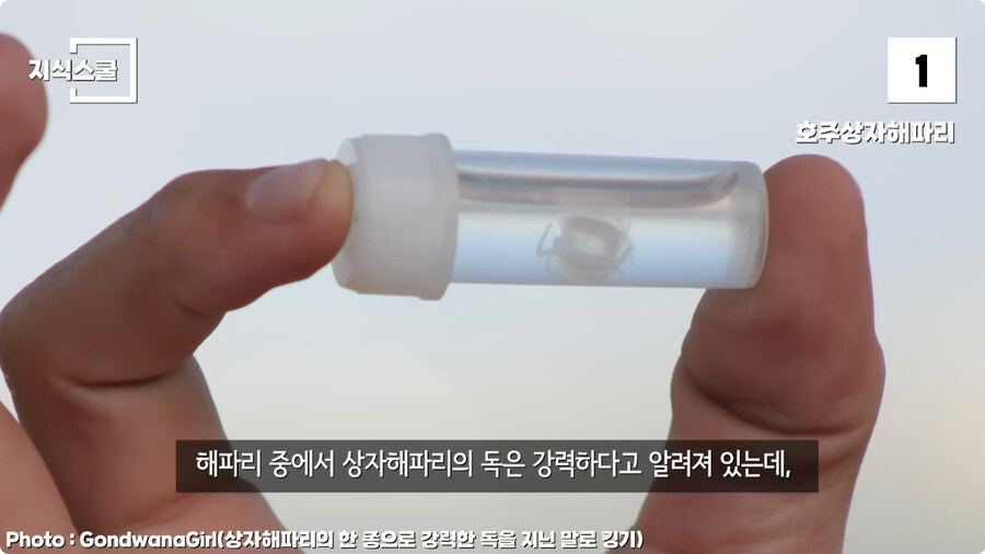 지구에서 독이 가장 강력한 생물.jpg_1.jpg
