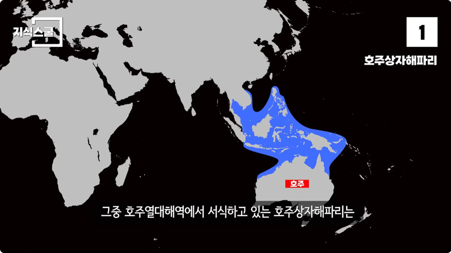 지구에서 독이 가장 강력한 생물.jpg_2.jpg