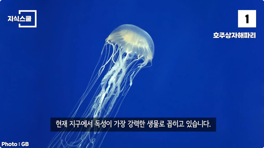 지구에서 독이 가장 강력한 생물.jpg_3.jpg