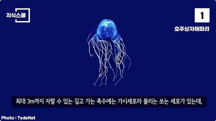 지구에서 독이 가장 강력한 생물.jpg_4.jpg