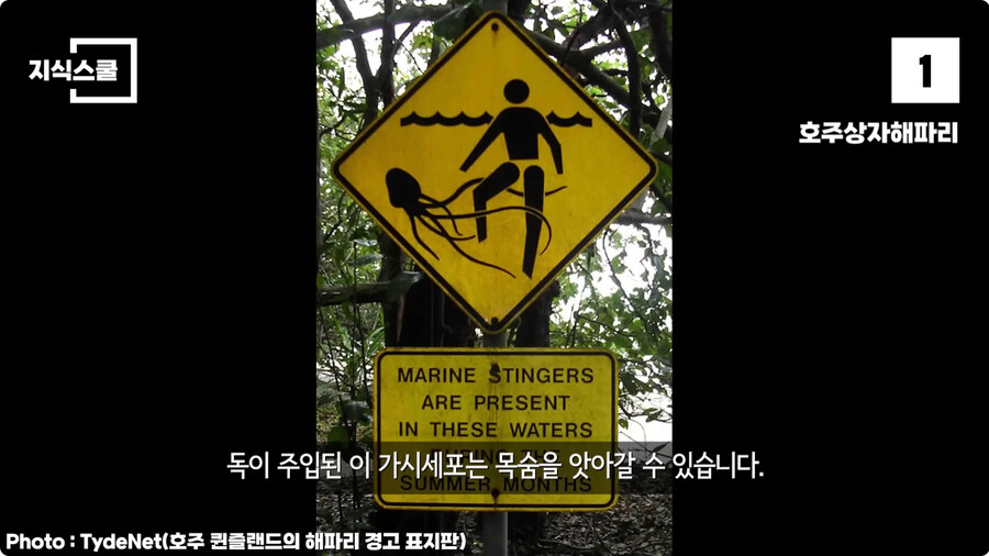 지구에서 독이 가장 강력한 생물.jpg_5.jpg
