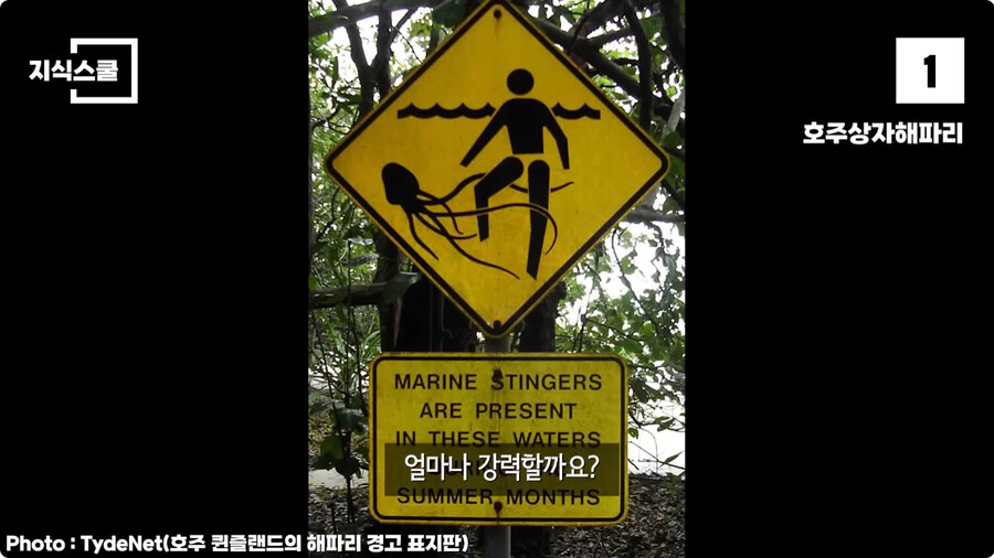 지구에서 독이 가장 강력한 생물.jpg_6.jpg