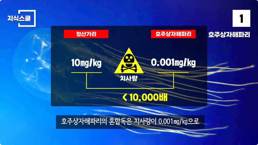지구에서 독이 가장 강력한 생물.jpg_7.jpg