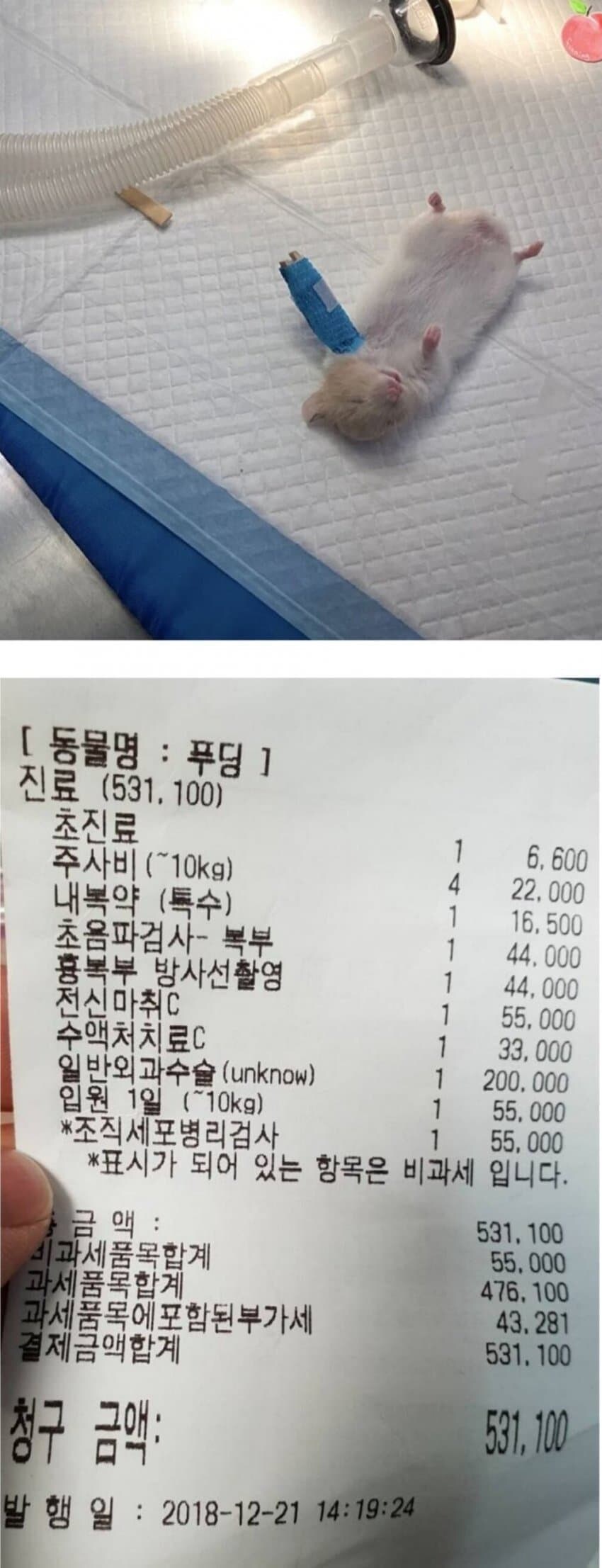 더럽게 비싼 햄스터 수술비_1.jpg
