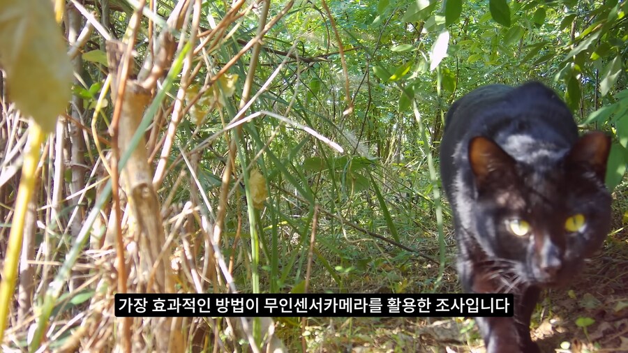 길고양이 거세 정책이 효과가 있다는 거짓말_36.png