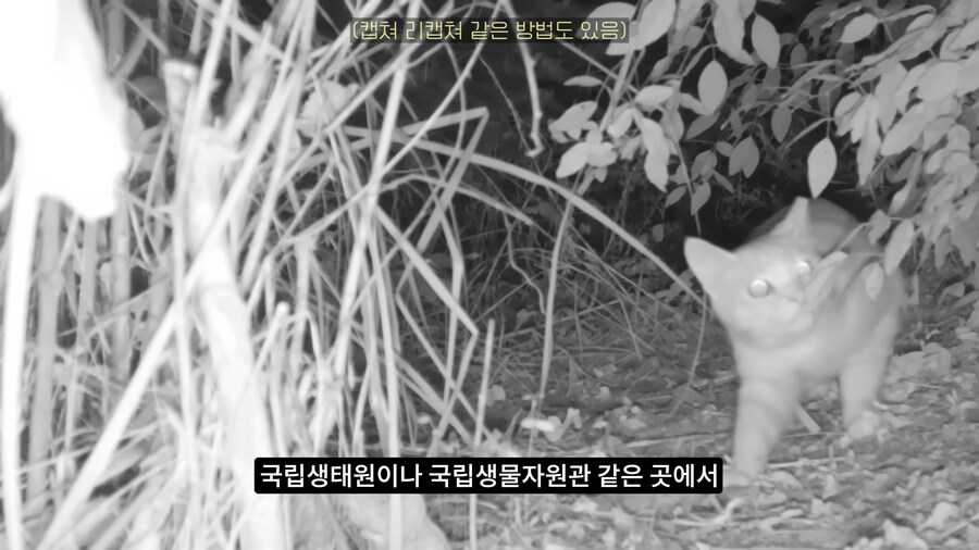 길고양이 거세 정책이 효과가 있다는 거짓말_37.png