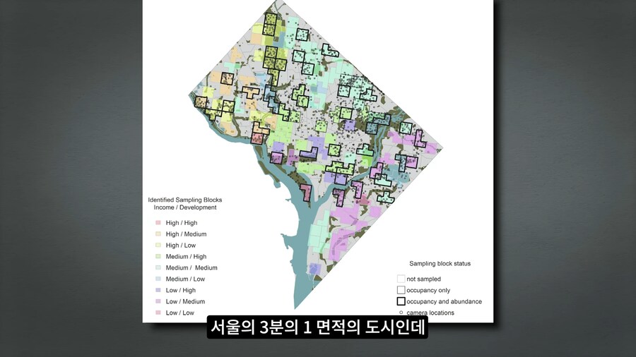 길고양이 거세 정책이 효과가 있다는 거짓말_40.png