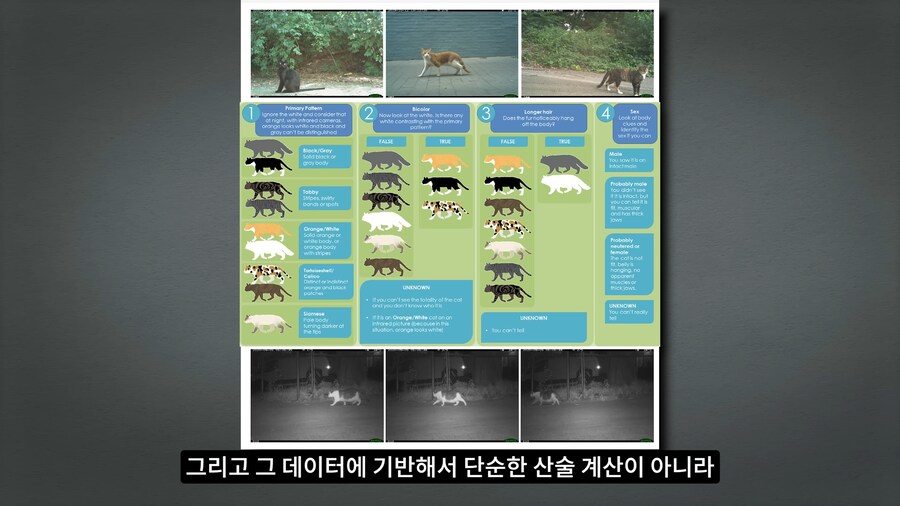 길고양이 거세 정책이 효과가 있다는 거짓말_42.png