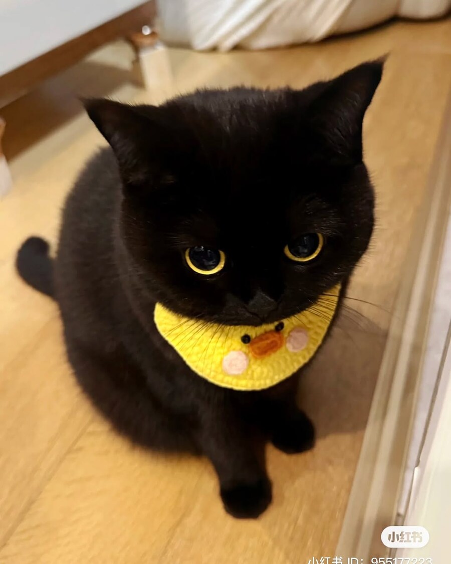 귀요미 검냥이..._2.jpg