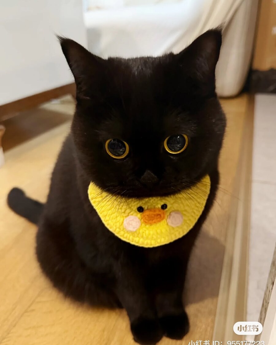 귀요미 검냥이..._3.jpg