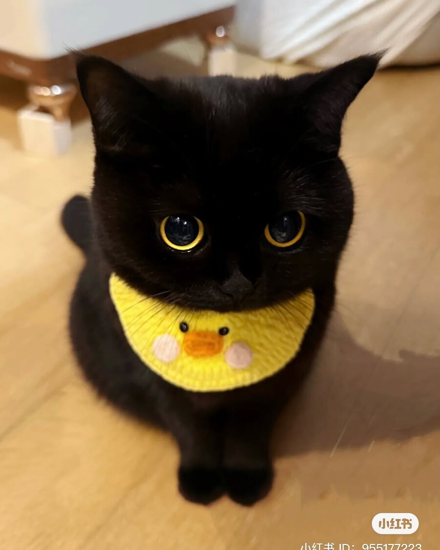 귀요미 검냥이..._4.jpg