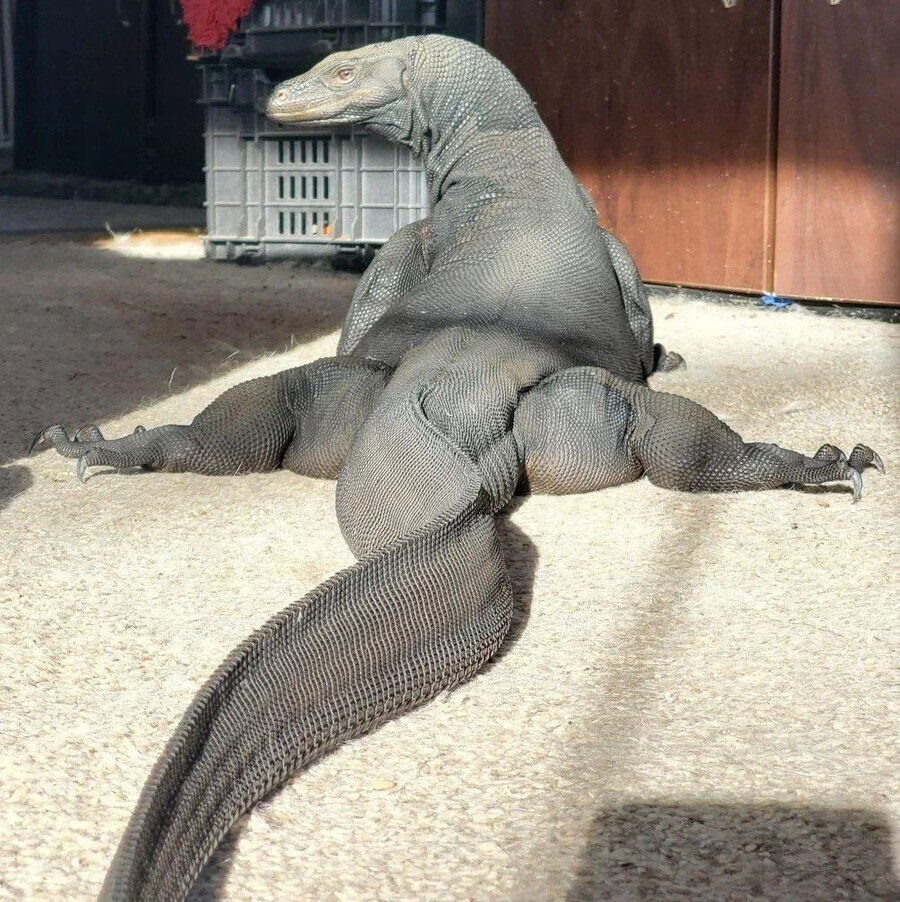니들 코모도 드래곤의 섹시한 쩍벌 포즈 본적 있어?_1.jpg
