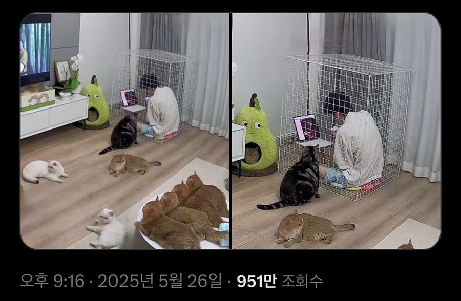 애완동물 키우는 집...._1.jpg