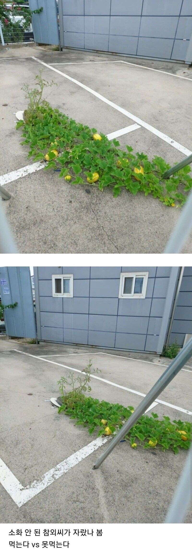 정화조에서 참외가 자랍니다.jpg_1.jpg