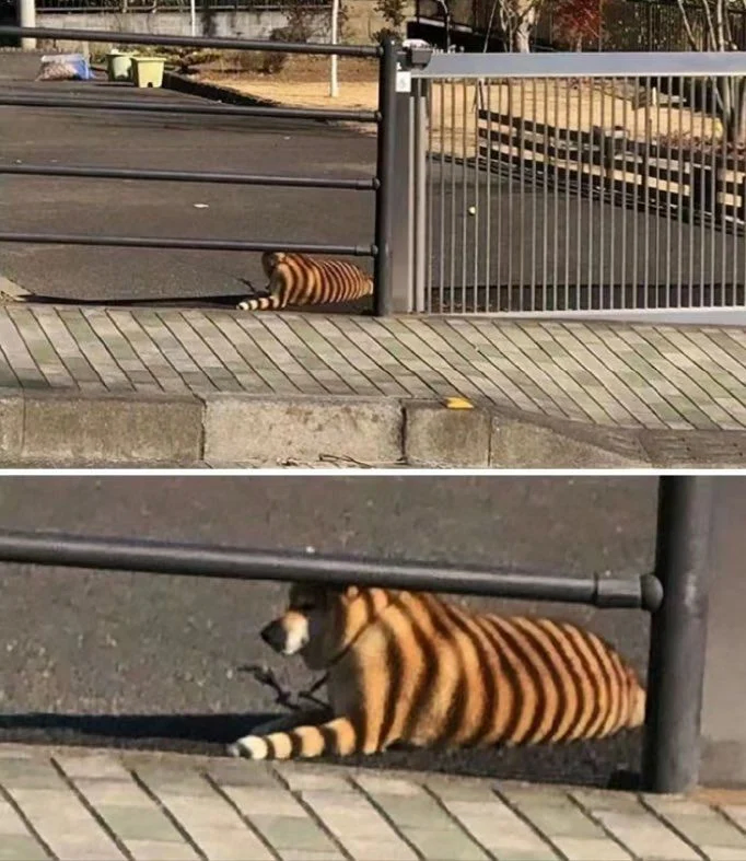 그늘에서 쉬고 있는 호랑이.jpg_1.webp