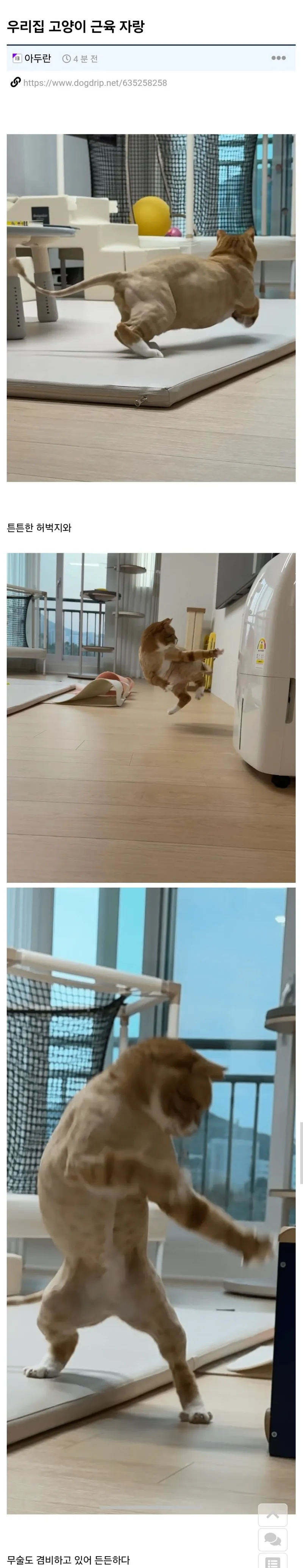 키우는 고양이 근육 자랑_1.webp