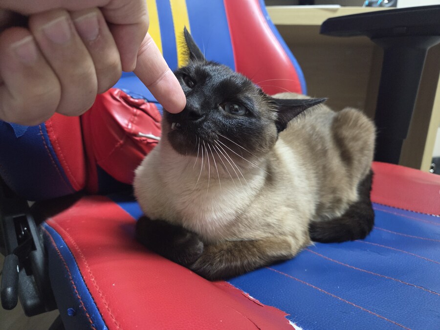 집사 : 일찍 퇴근하니까 간만에 게임 좀 해야지~~_5.jpg