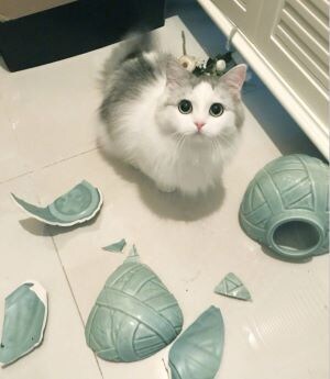 고양이는 귀엽습니다_1.jpg