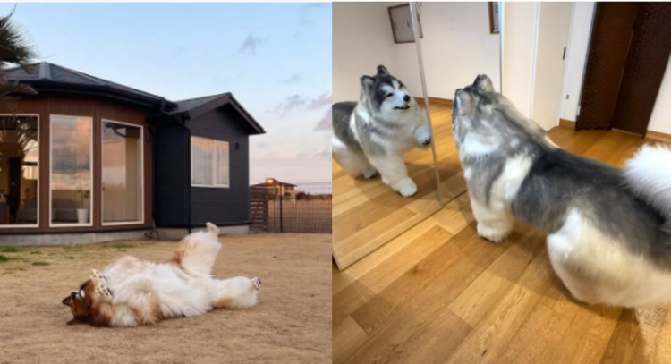 진짜 개 같네