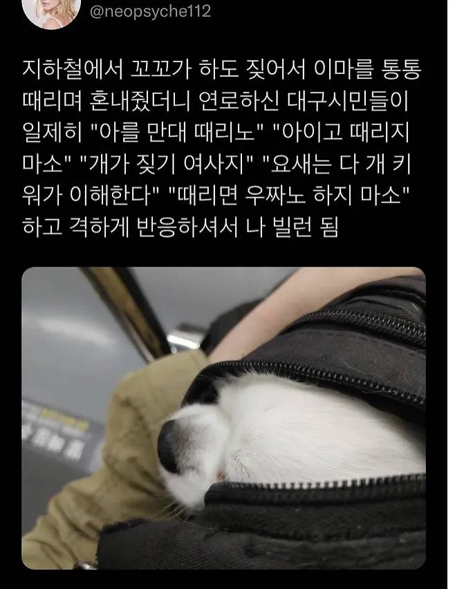 지옥의 지하철 강아지 학대 빌런.jpg_1.webp
