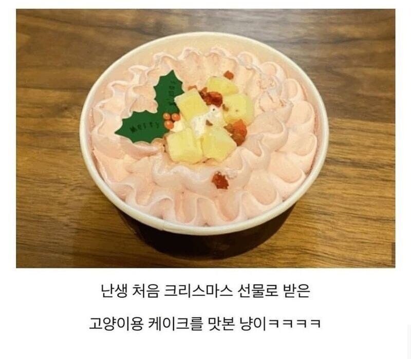 난생 처음으로 고양이용 케이크를 먹어본 고양이_1.jpg