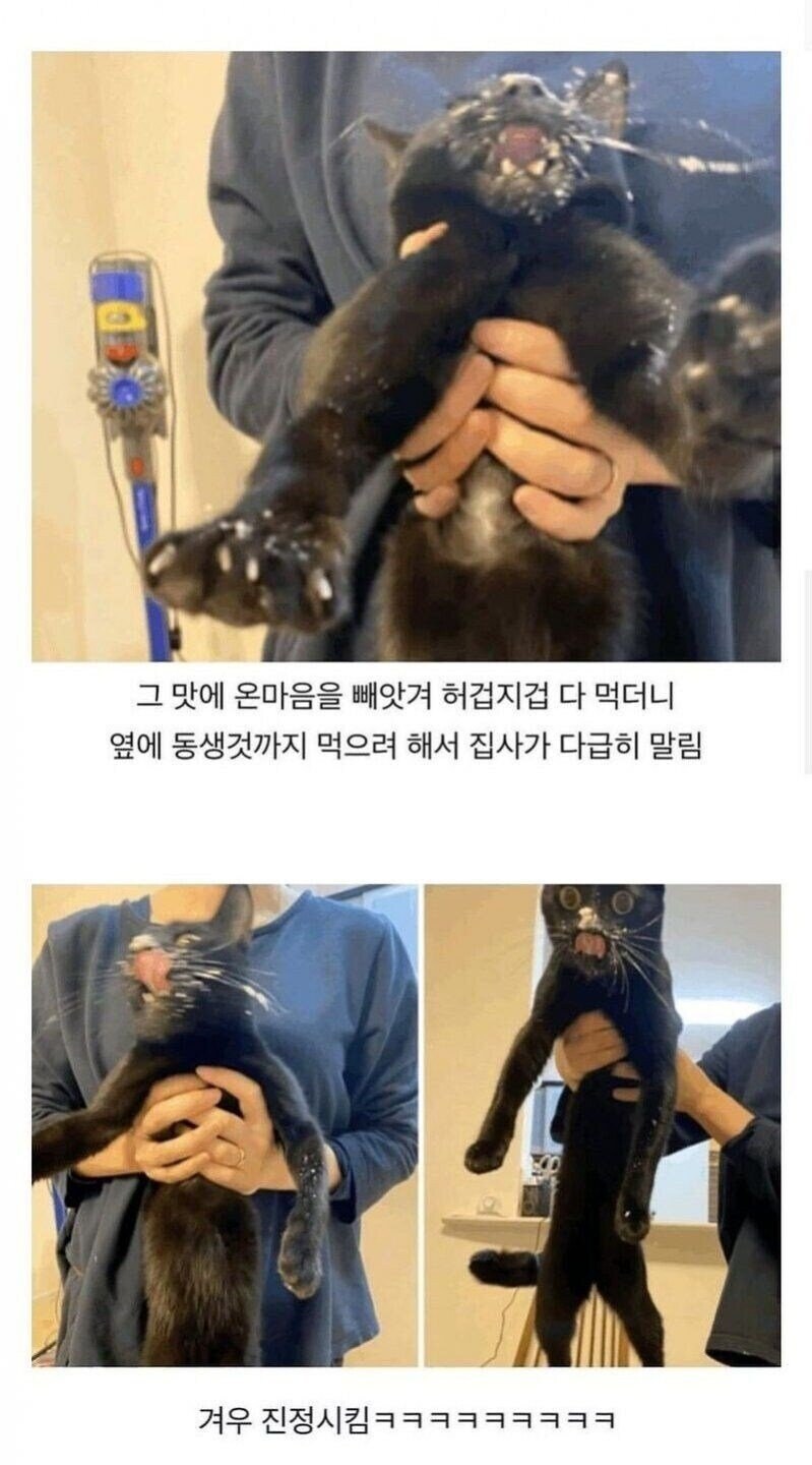 난생 처음으로 고양이용 케이크를 먹어본 고양이_3.jpg