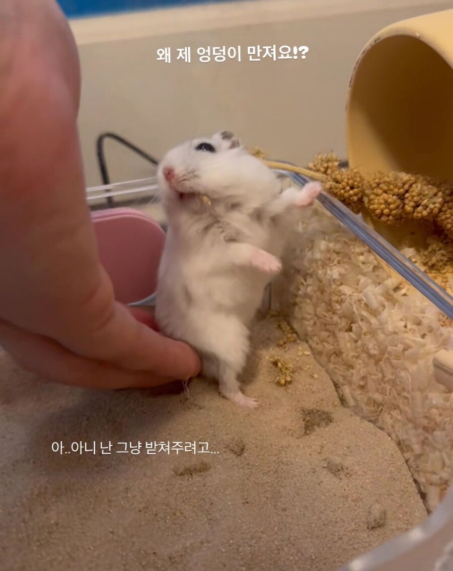 왜 제 엉덩이 만져요!?_1.jpg