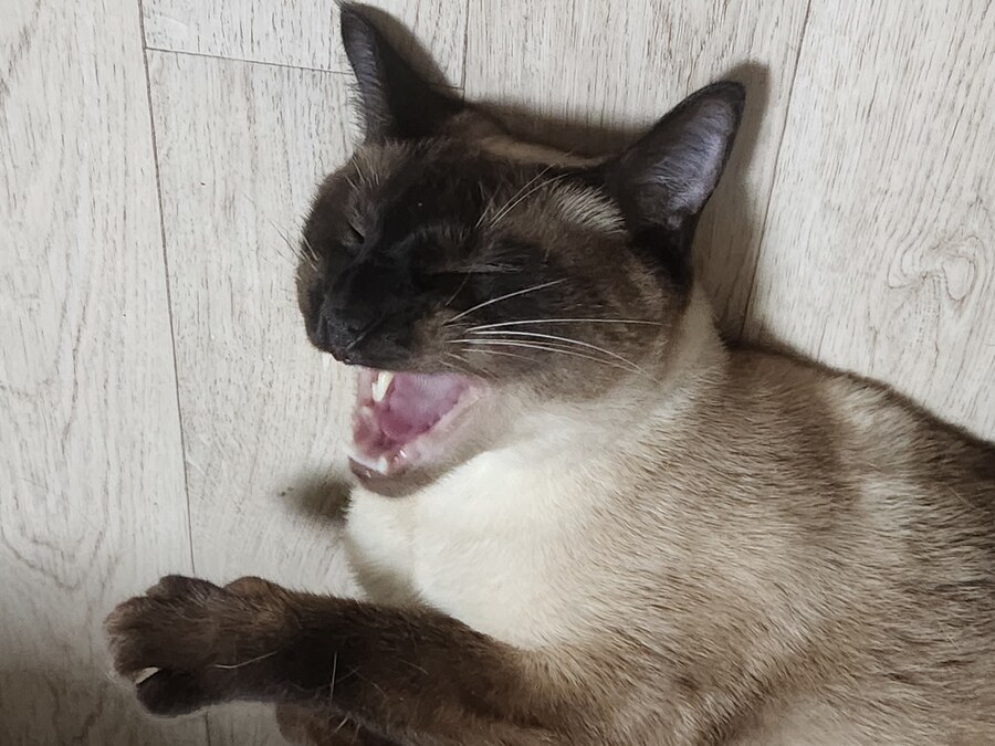 나도 과거에는 고양이 사진 이쁘게 잘 찍었던 것 같다...._15.jpg