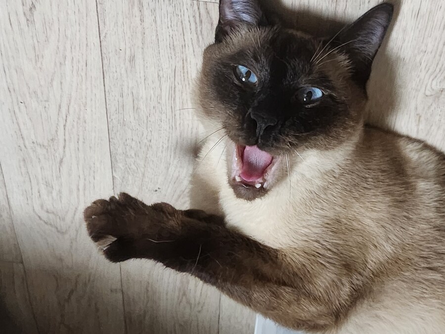 나도 과거에는 고양이 사진 이쁘게 잘 찍었던 것 같다...._16.jpg