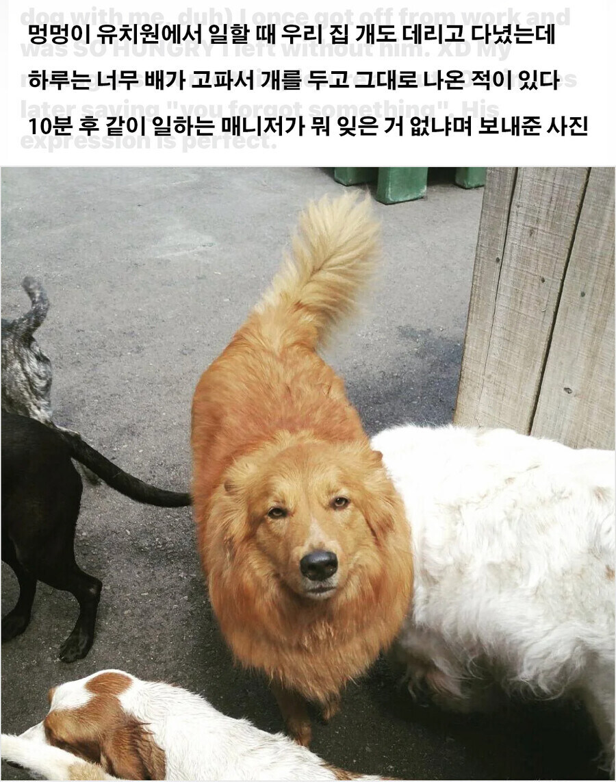 멍멍이 유치원에 깜빡하고 놔두고 옴_1.jpg