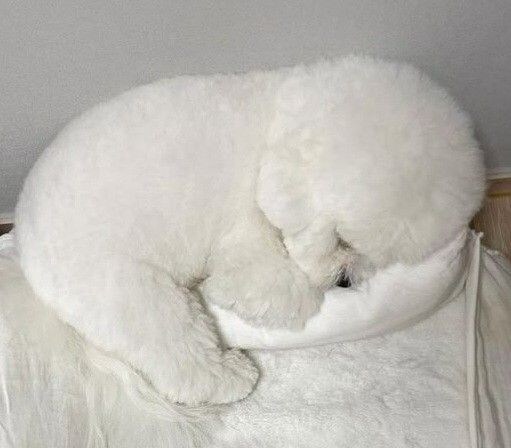 잠든 멍멍.jpg_1.jpg