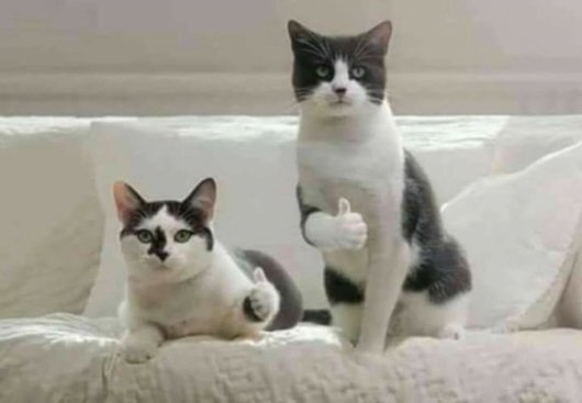모닝 고양이_2.jpg