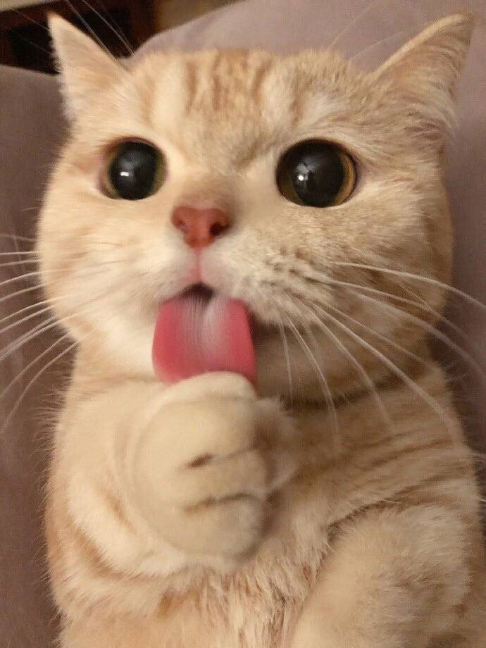 모닝 고양이_5.jpg
