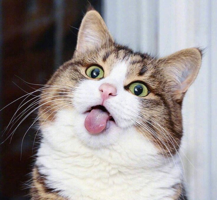 모닝 고양이_6.jpg