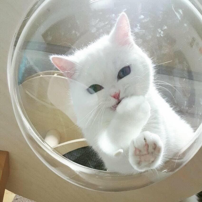 모닝 고양이_7.jpg
