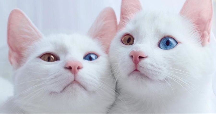 모닝 고양이_8.jpg