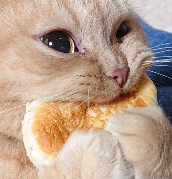모닝 고양이_9.jpg