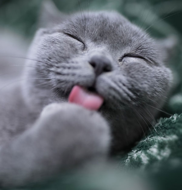 모닝 고양이_10.jpg
