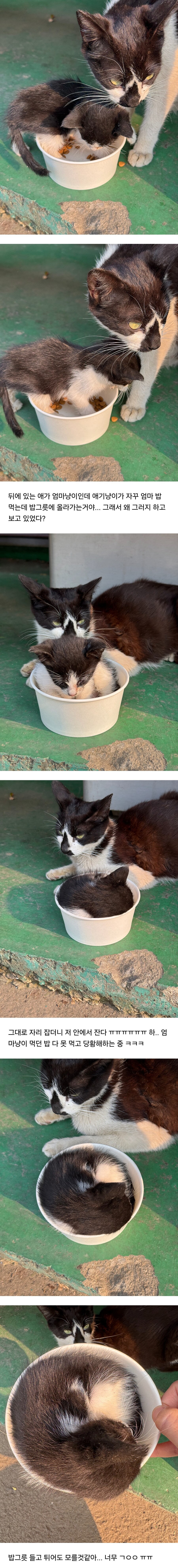 공장 고양이 새끼 낳았는데 이거 봐...jpg_1.jpg