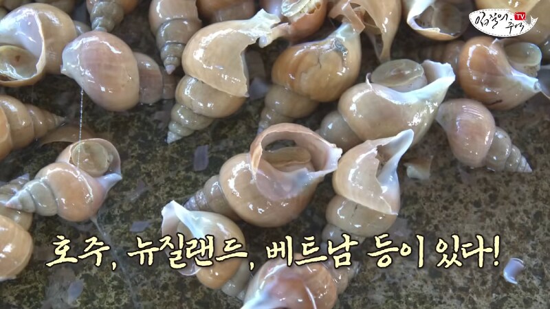 K-식문화 유출결과 : 골뱅이 가격 급상승_11.png