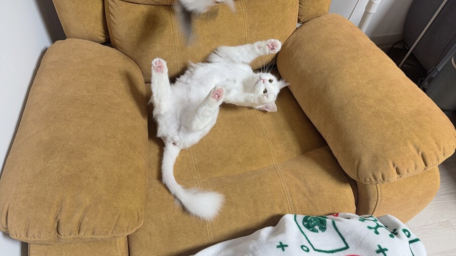 고양이에게 정을 주지 않겠다고 맘먹은지 500여일째_1.jpg