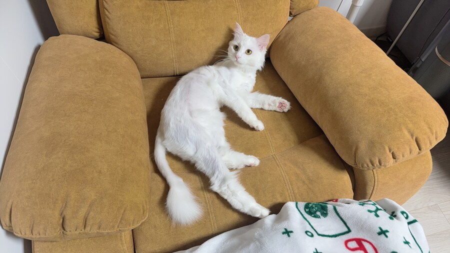 고양이에게 정을 주지 않겠다고 맘먹은지 500여일째_2.jpg