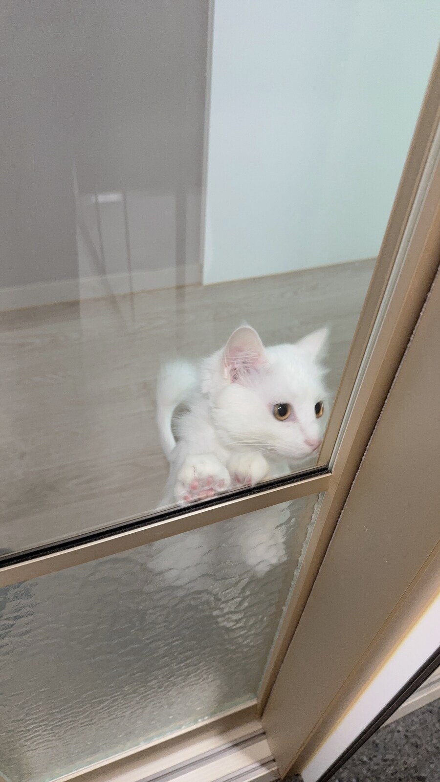 고양이에게 정을 주지 않겠다고 맘먹은지 500여일째_5.jpg