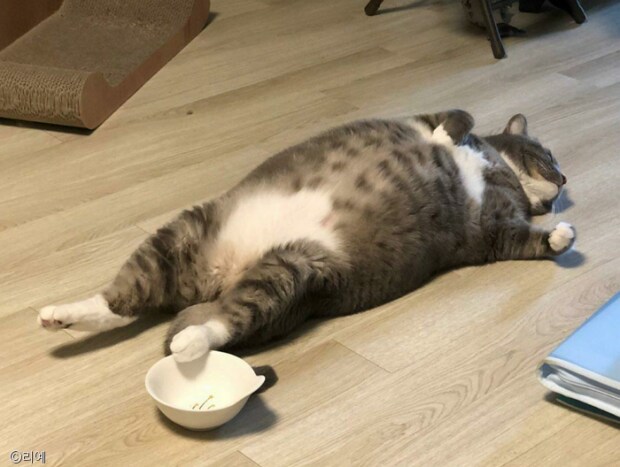맛점하고 늘어지는 고우앵이_2.png