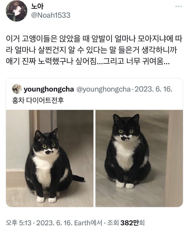 고양이 앞발로 알 수 있는 사실_2.jpg