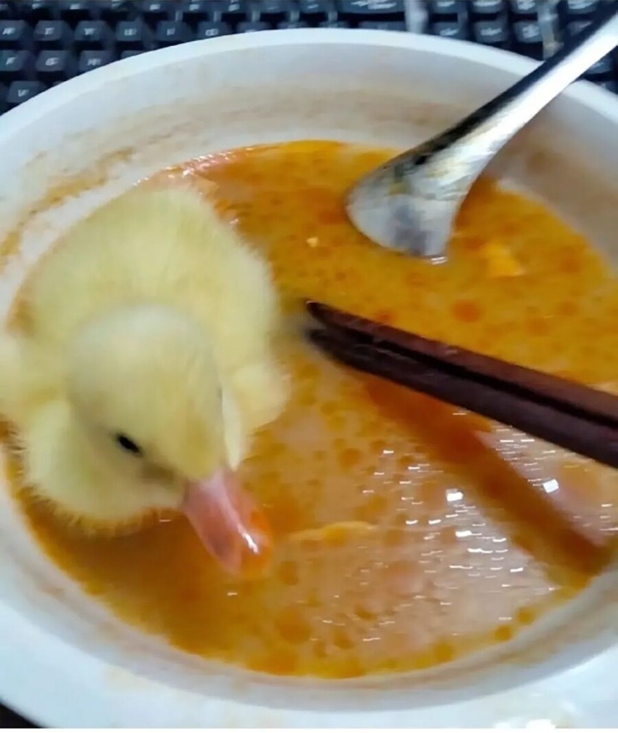 새끼오리 특징_1.jpg
